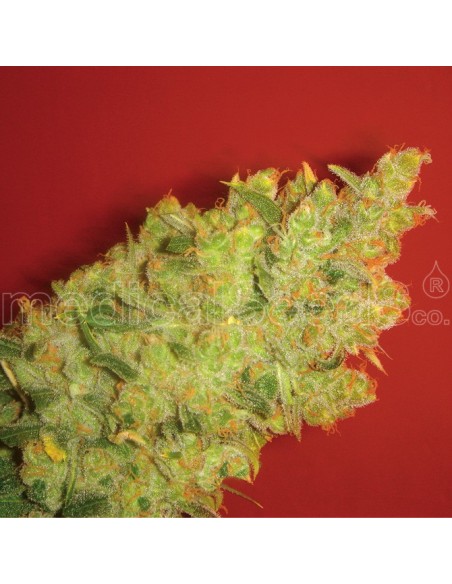 MEDICAL SEEDS JACK LA MOTA