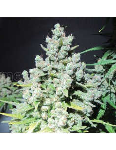MEDICAL SEEDS MALAKOFF