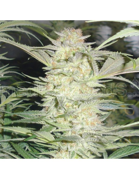 MEDICAL SEEDS WHITE WIDOW