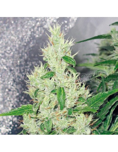 MEDICAL SEEDS Y GRIEGA