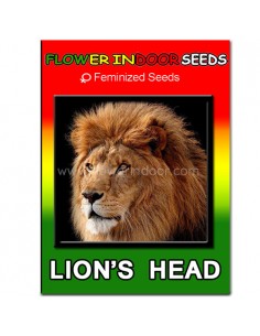 Semillas Lion's Head