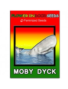 Moby Dyck