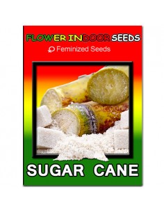 Sugar Cane