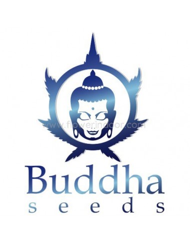 Kraken de Buddha