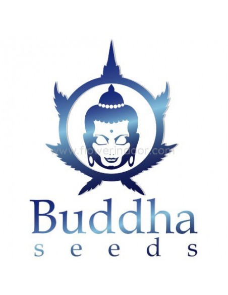 Kraken de Buddha