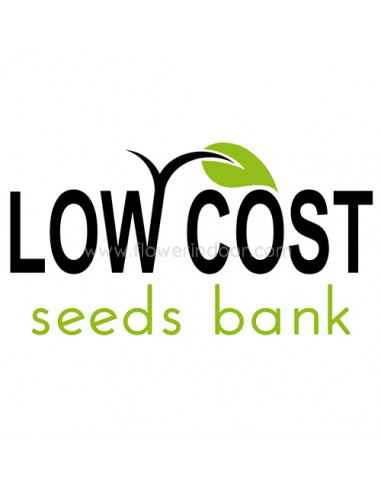 Blue Mystery de Low Cost