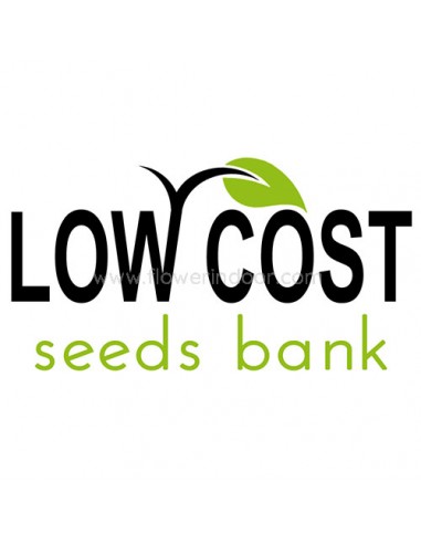 XL Kush de Low Cost Seeds Bank