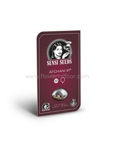 Afghani #1 fem de Sensi Seeds
