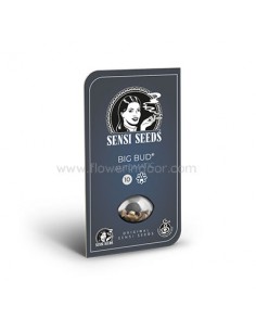 Big Bud Auto Sensi Seeds