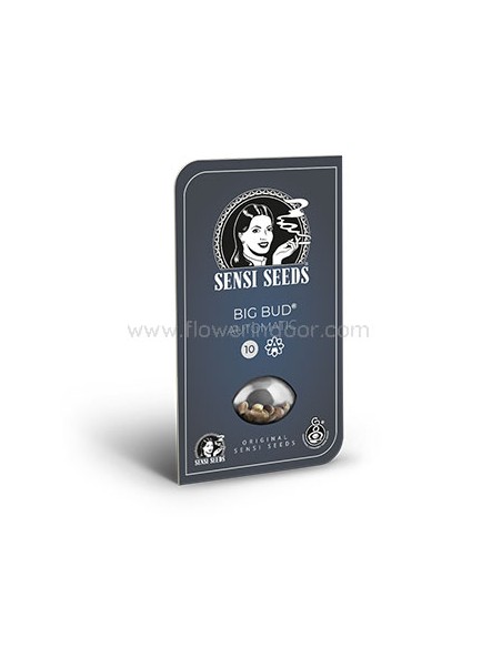 Big Bud Auto Sensi Seeds