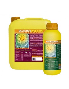 Bachumus Evolution Floracion