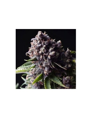 PYRAMID SEEDS AUTO PURPLE