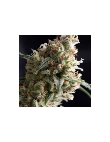 PYRAMID SEEDS AUTO SUPER HASH