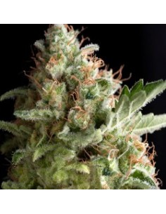 PYRAMID SEEDS AMERICAN PIE