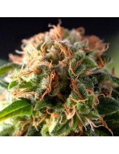 PYRAMID SEEDS FRESH CANDY