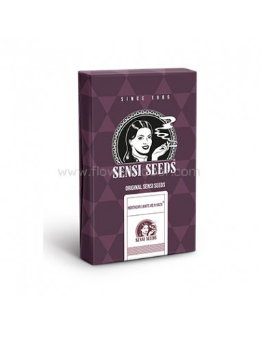 Northern Lights x Haze