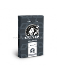 Northern Lights Auto