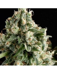 PYRAMID SEEDS LENNON