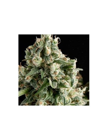 PYRAMID SEEDS LENNON