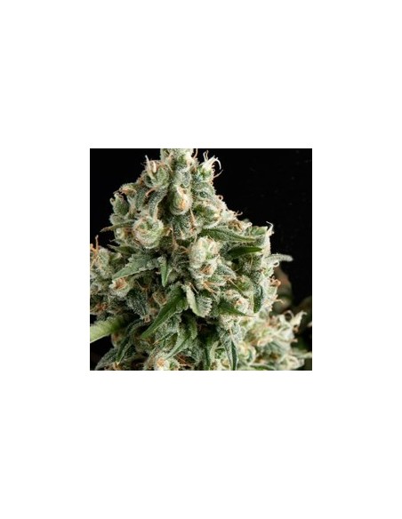 PYRAMID SEEDS LENNON