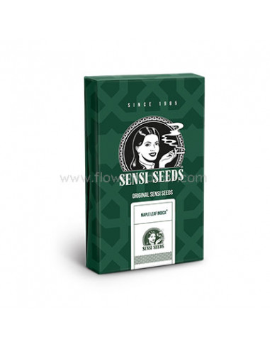 Maple Leaf Indica regular