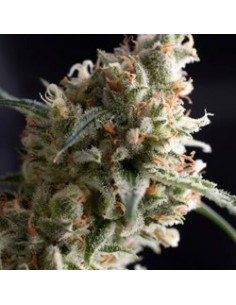 PYRAMID SEEDS SUPER HASH