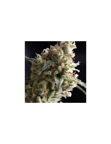 PYRAMID SEEDS SUPER HASH