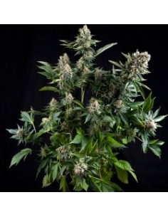 PYRAMID SEEDS WHITE WIDOW