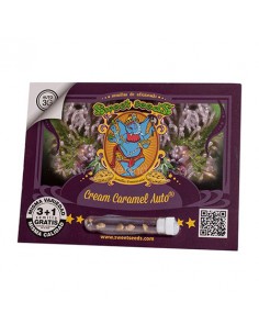 Cream Caramel Auto Sweet Seeds
