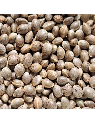 Skunk XXL Auto a granel