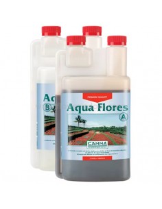 Aqua Flores Canna