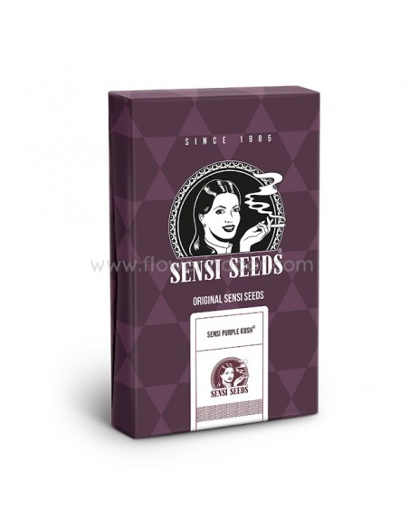 Sensi Purple Kush