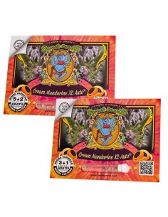 Cream Mandarine XL Auto Sweet Seeds