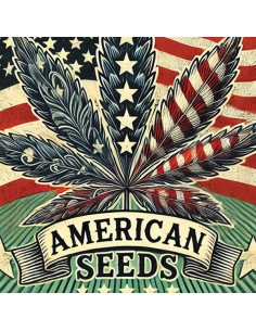 American Seeds Auto Zkittlez